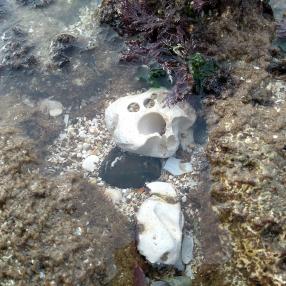 Face-like stone in sea with shocked expression